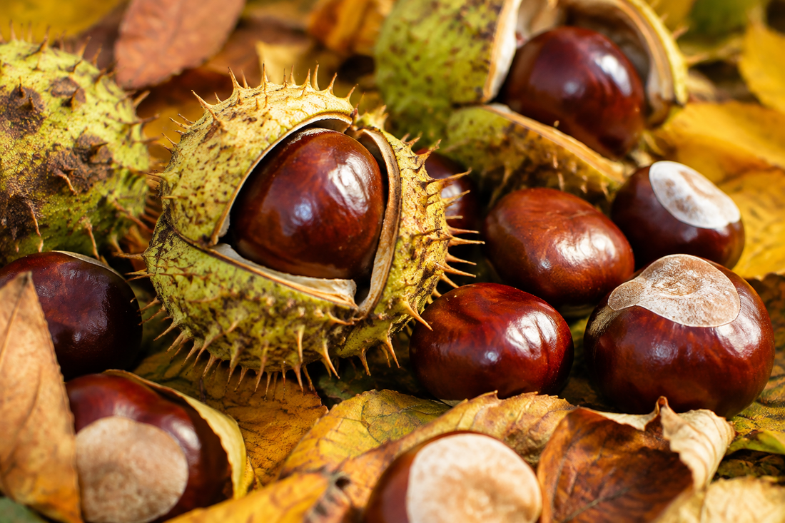 Horse Chestnut in Skincare: Benefits and Uses 🌰✨
